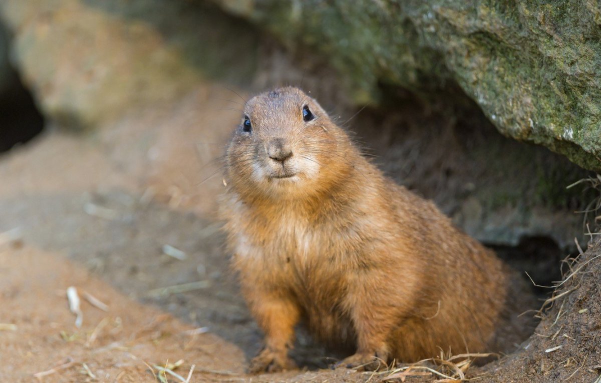 Рыжехвостый бурундук