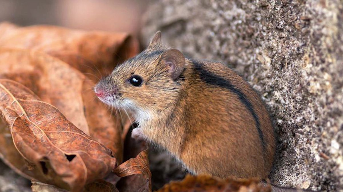 Мышь Лесная полевка