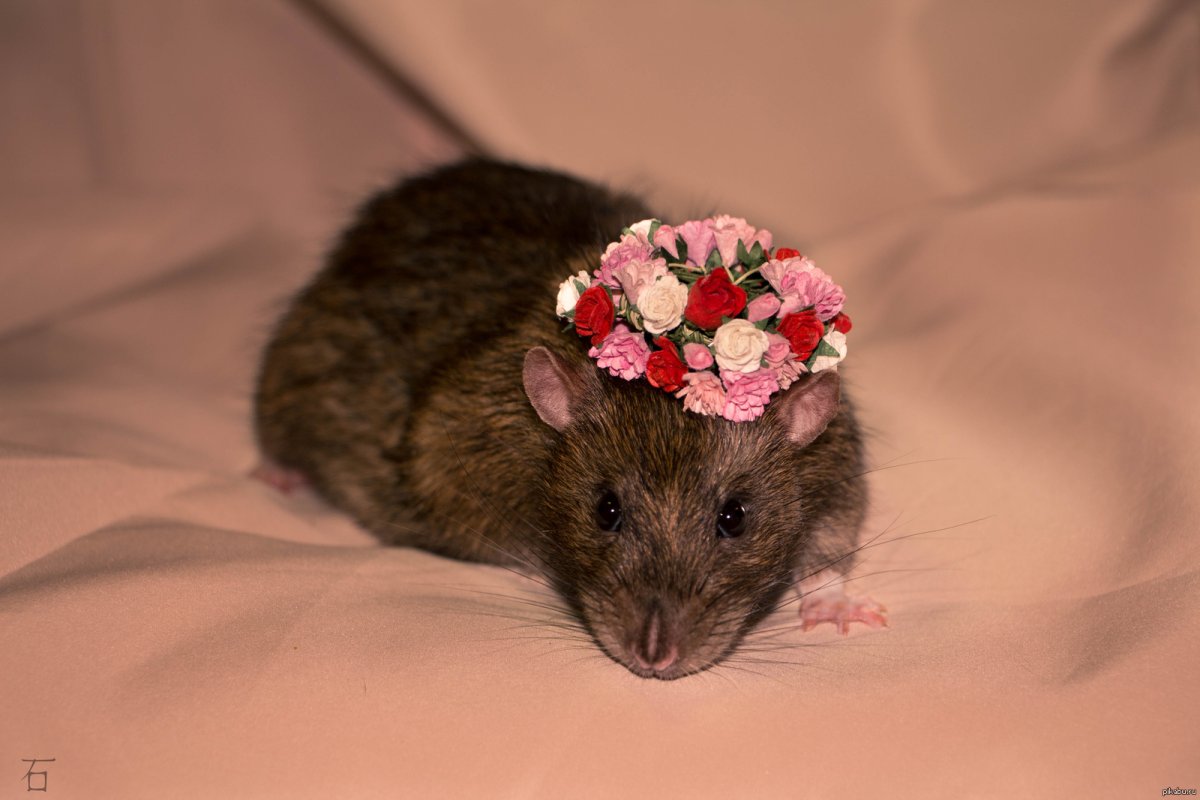 Милые крысы