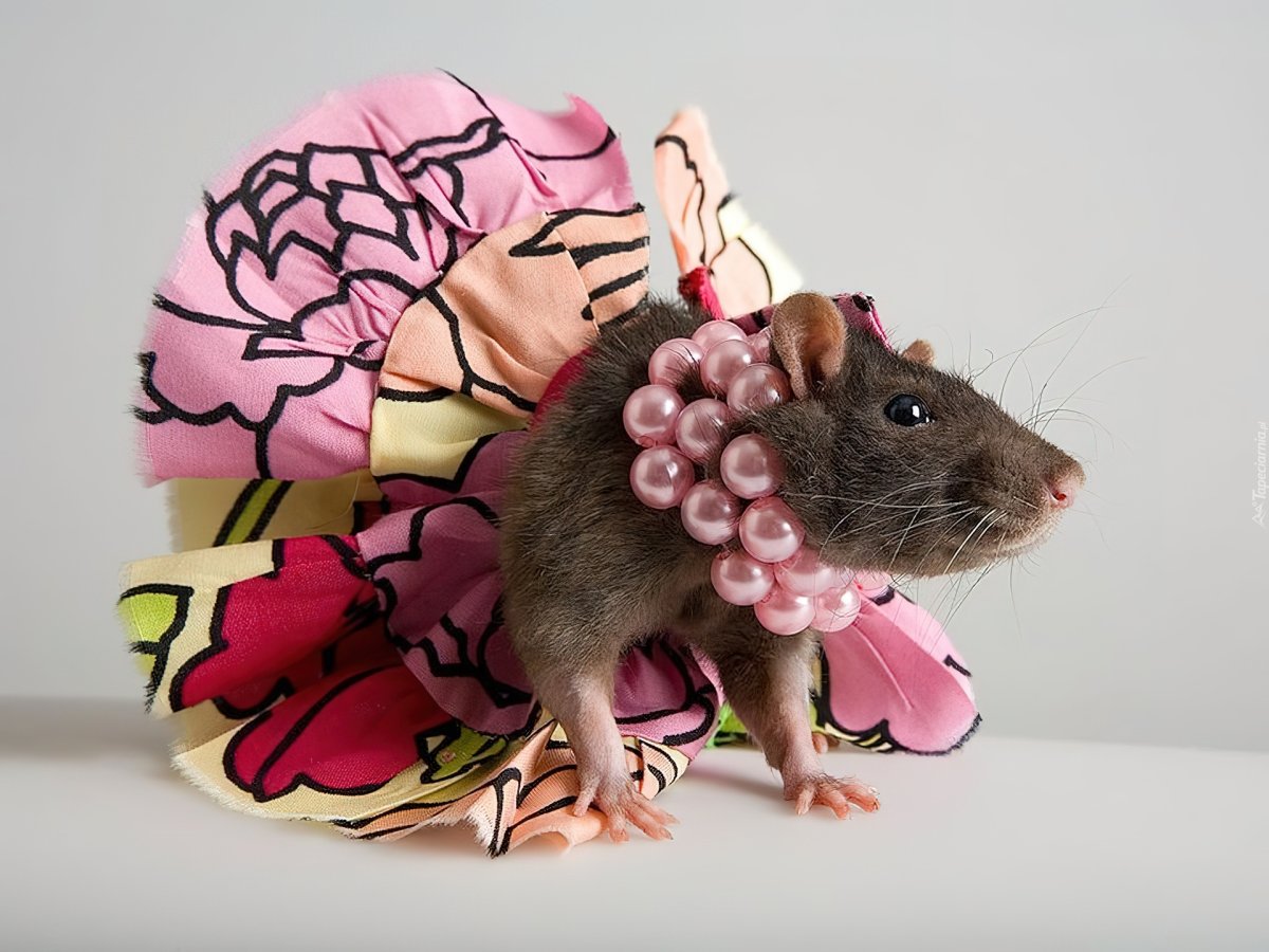 Красивая мышка