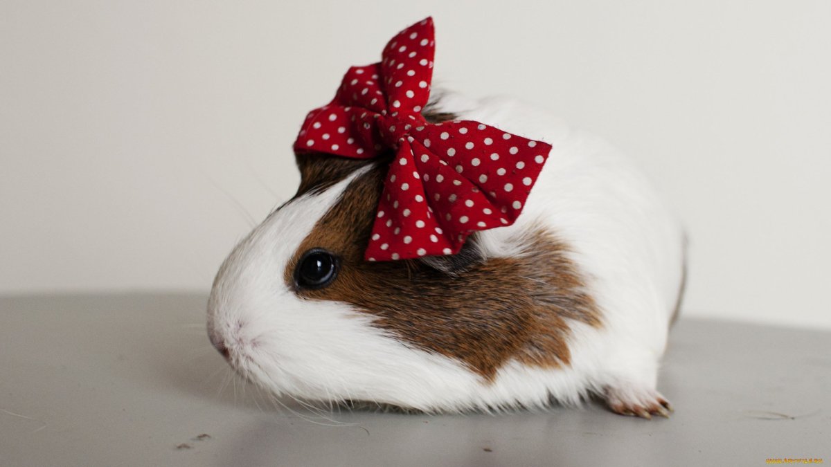 Хомяк с бантиком