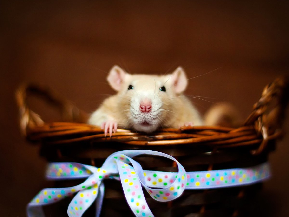 Обои с крысами