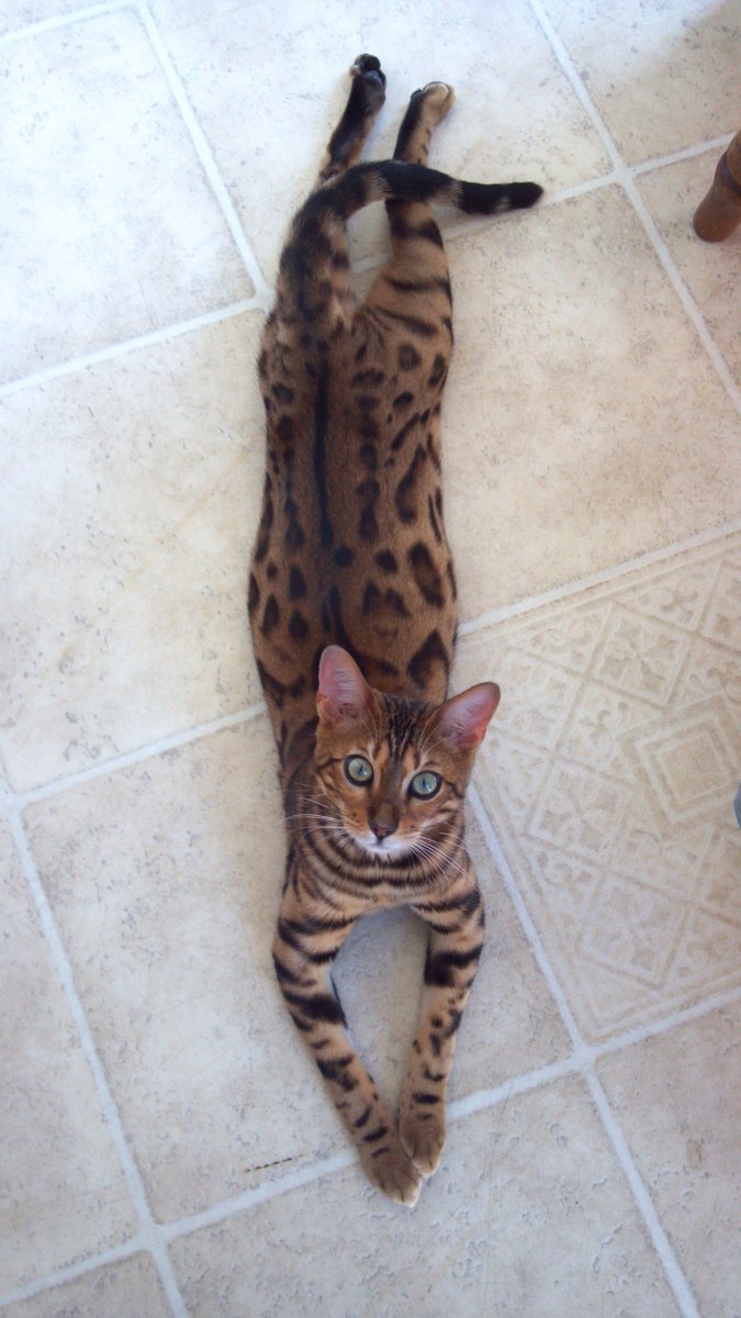 Бенгальская кошка смесь