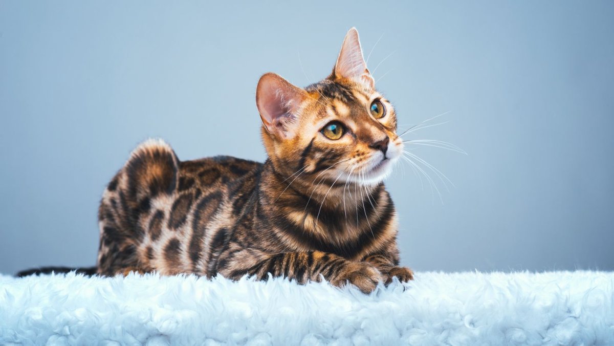 Бенгальская кошка тойгер