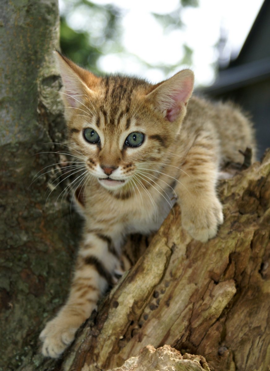 Кот породы Чито