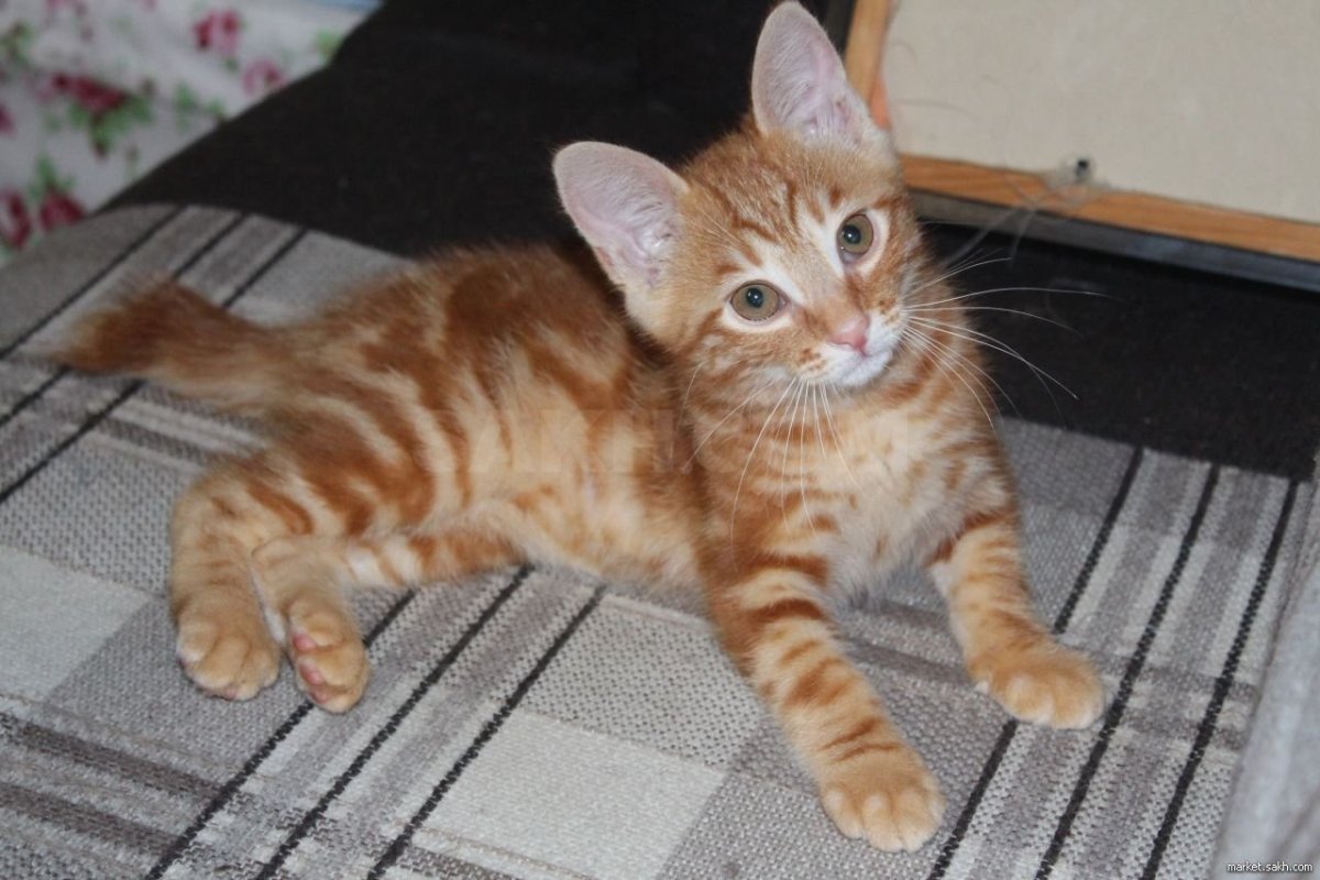 Мраморный бенгальский кот метис