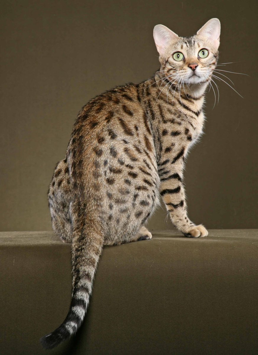 Бенгал метис