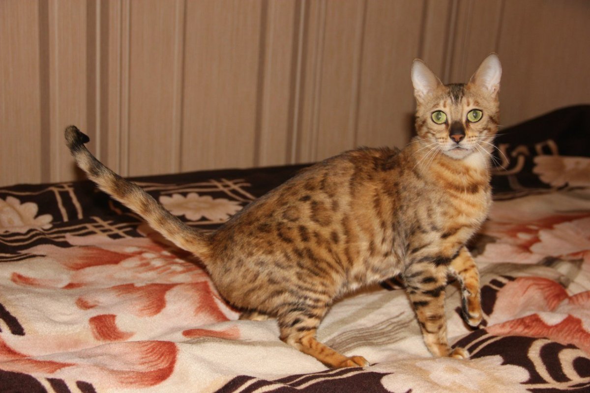 Мраморный бенгальский кот метис