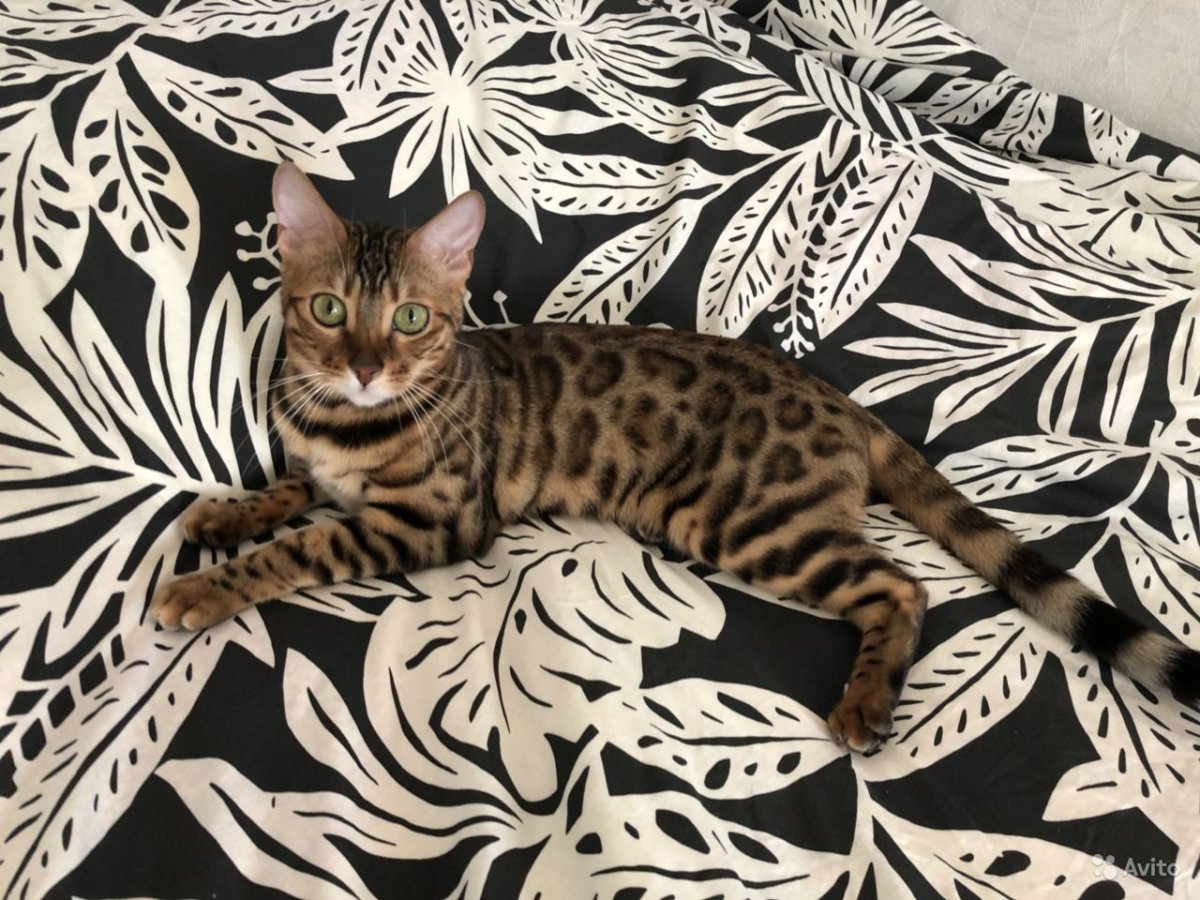 Бенгальская кошка Браун