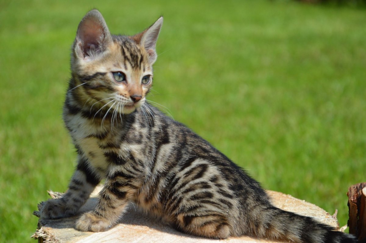 Бенгал-метис кошка