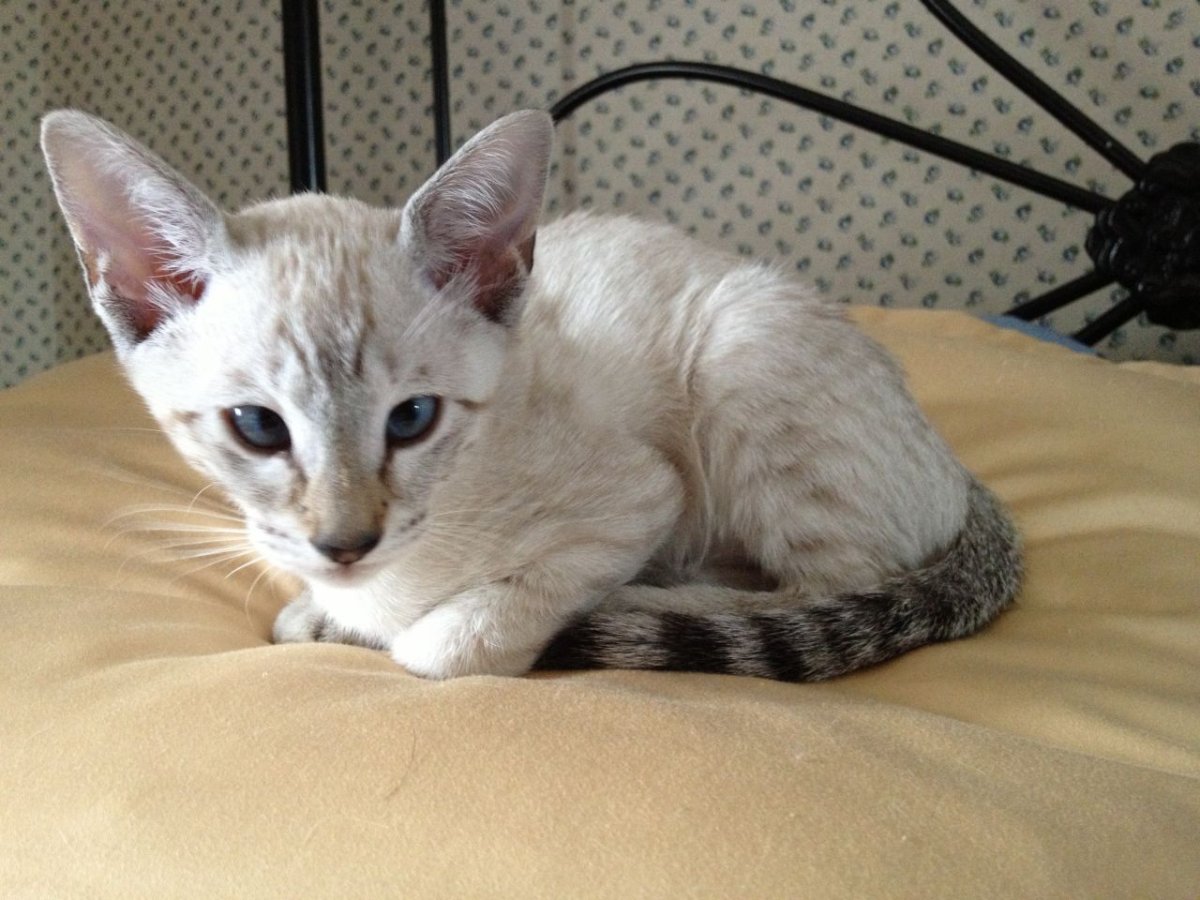 Сиамский бенгал кот