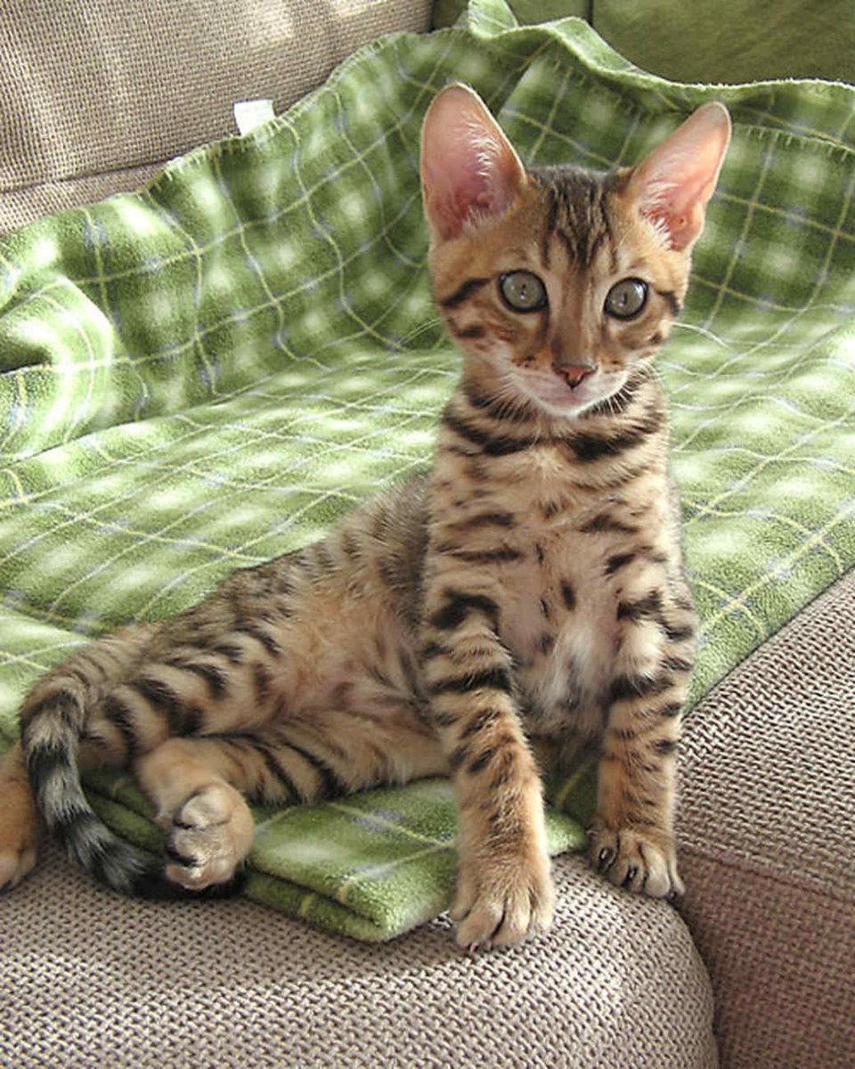 Метис бенгальской кошки полосатый