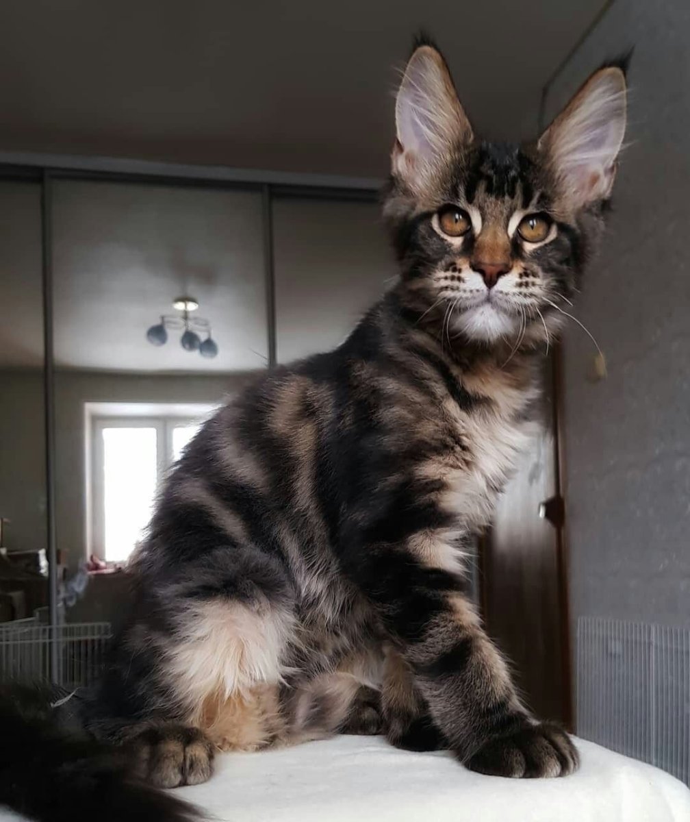 Смесь бенгальской и Мейн куна