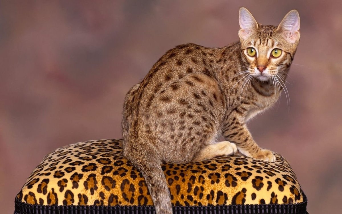 Калифорнийская спенглед