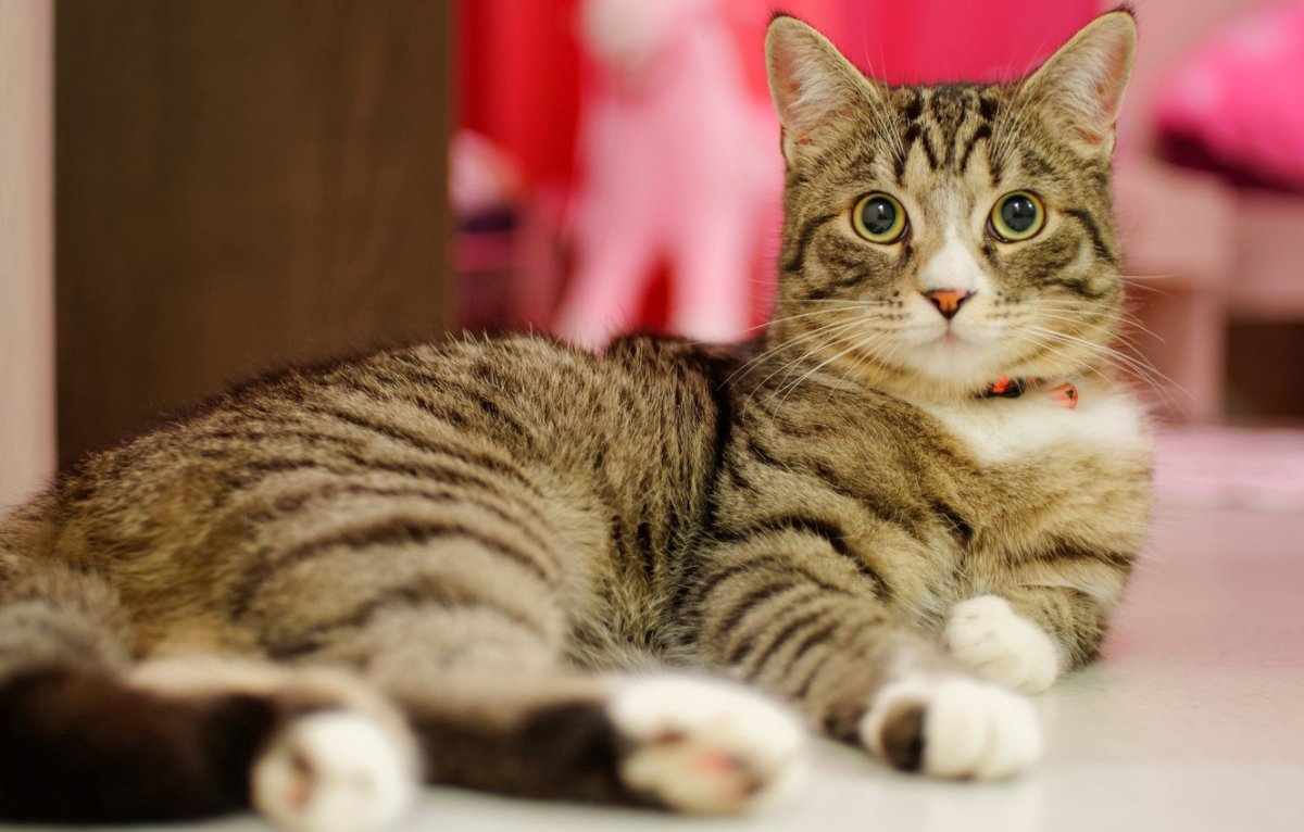 Полосатый котик