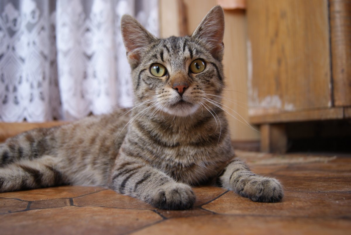 Домашние кошки