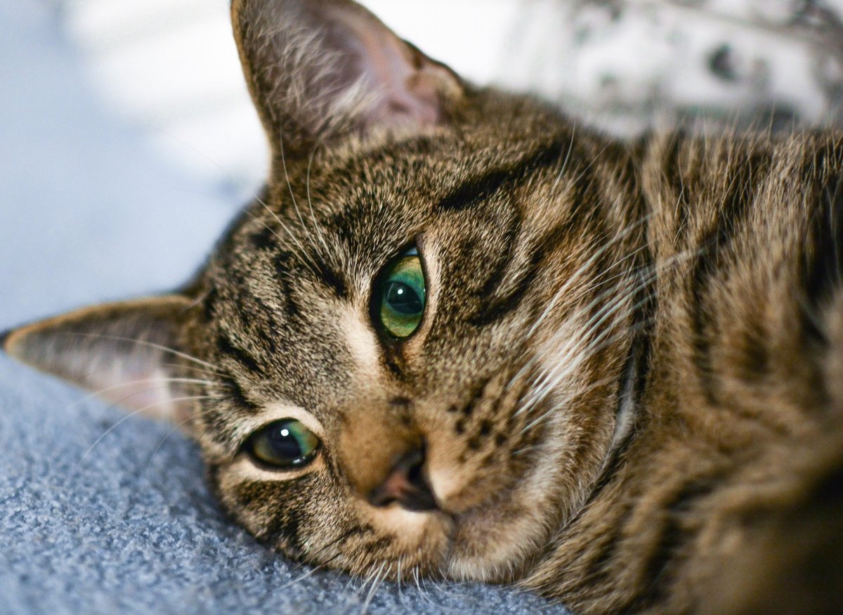 Фото кошек крупным планом