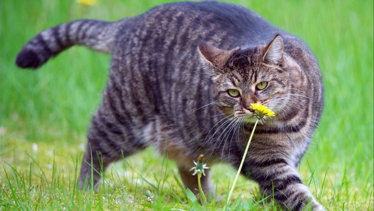 Жирный полосатый кот