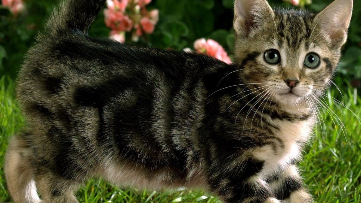 Полосатый котенок