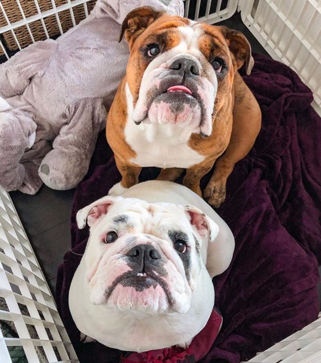 Бульдог название