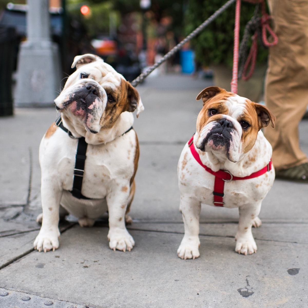 Big Poppa бульдог