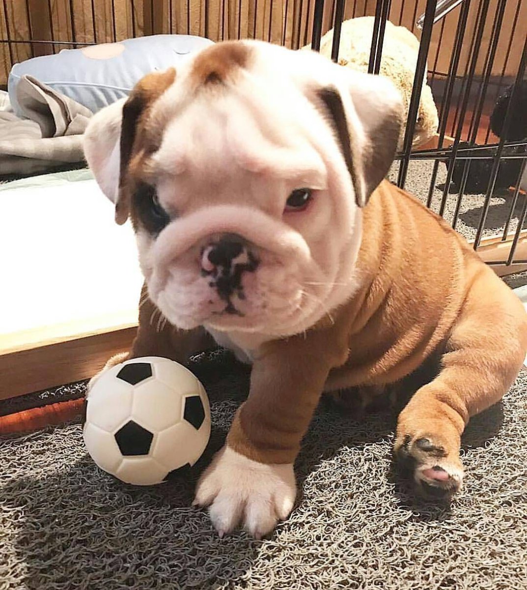 Английский бульдог на диване