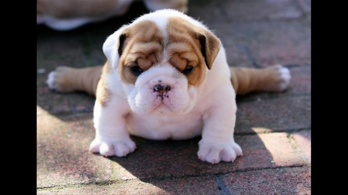 Челюсть английского бульдога