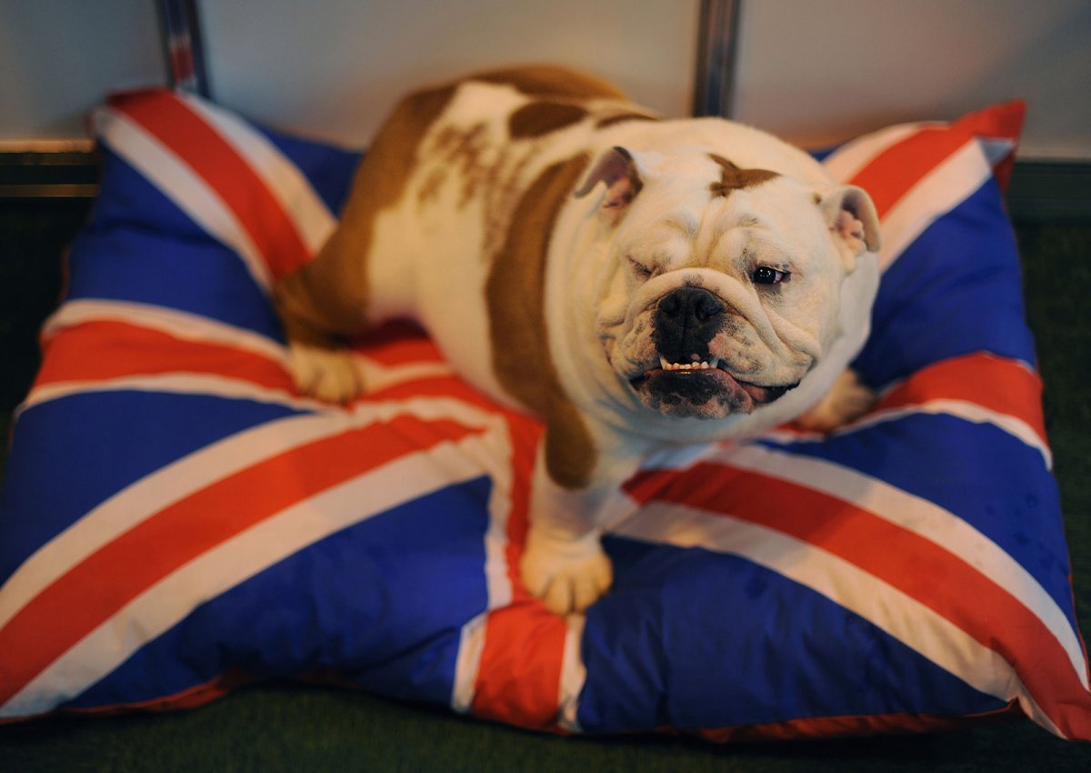 Американский бульдог шоколадный