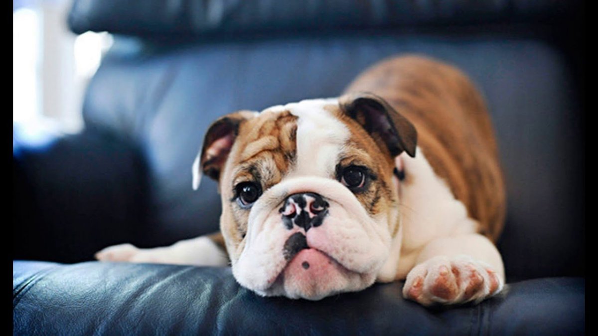 Щенок английского бульдога толстый