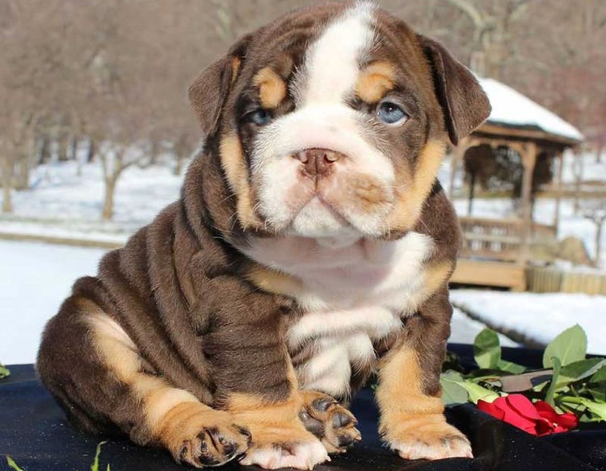 Карликовый английский бульдог