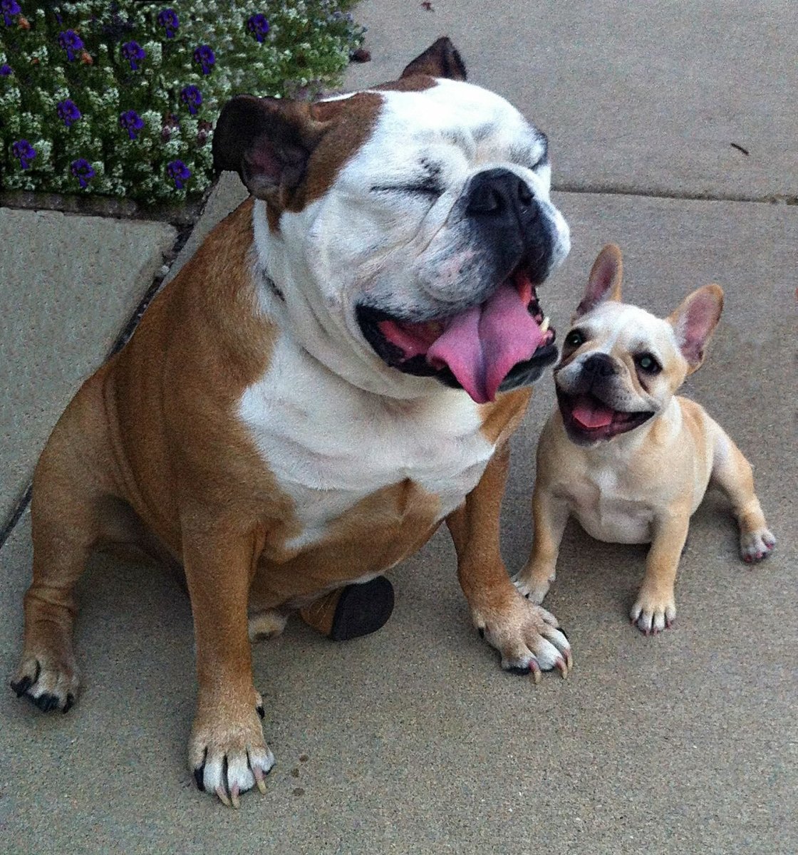 Ласковая собака