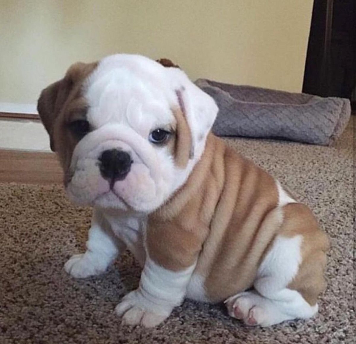 Английский бульдог