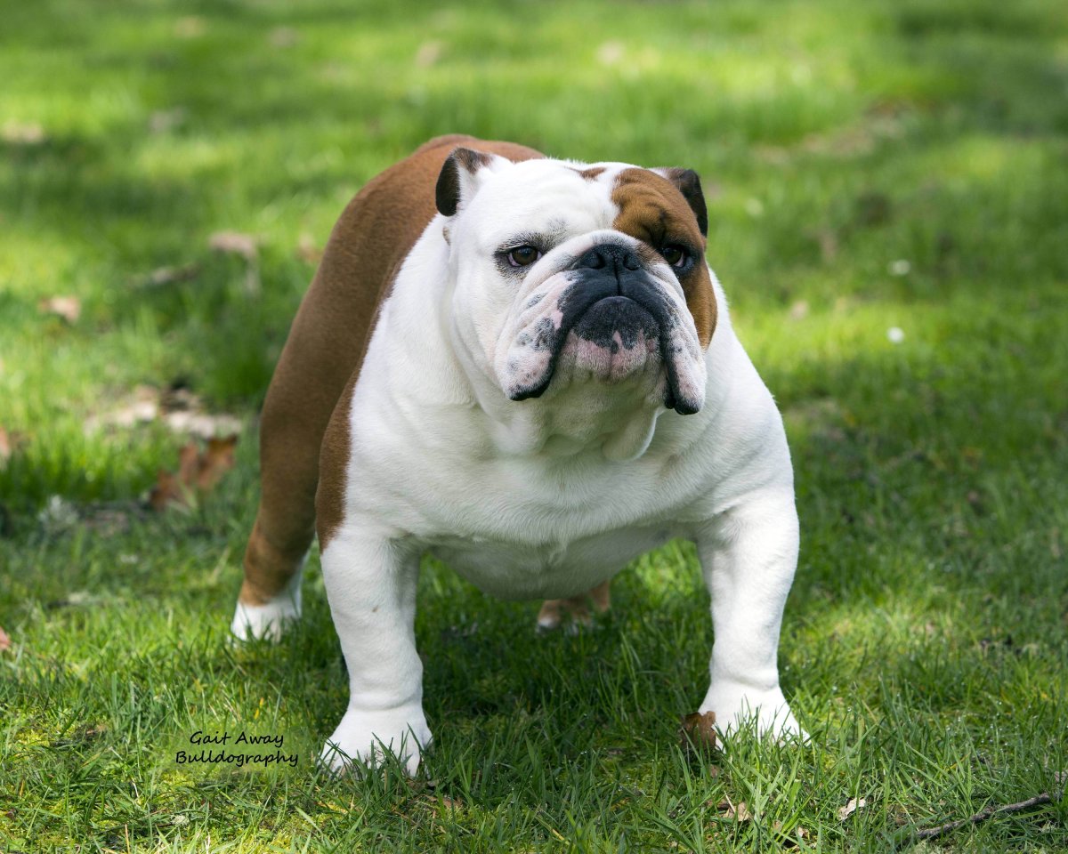 Английский бульдог зимой