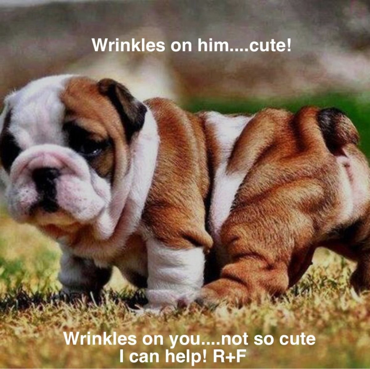 Британский бульдог щенок