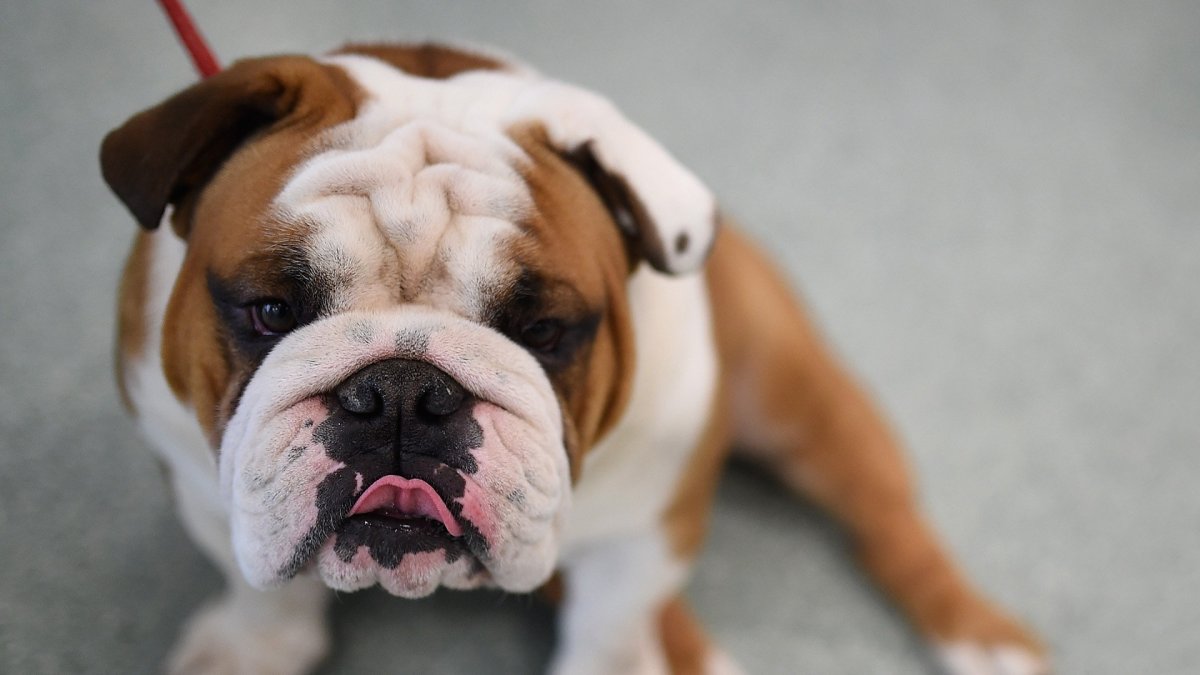 Новорожденный бульдожка