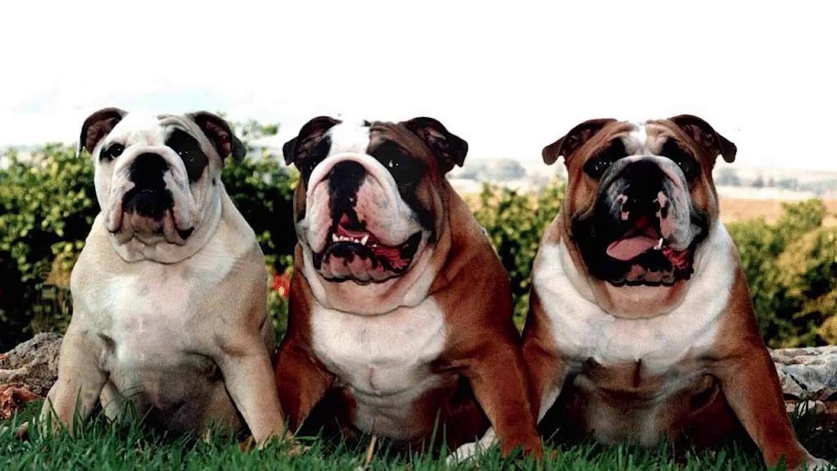 Эстетика собак