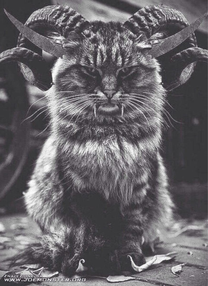 Robert Sijka чёрный Мейн кун