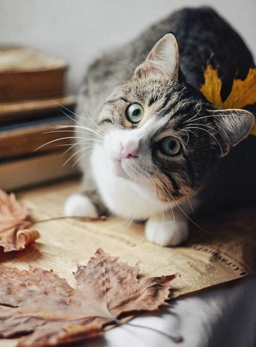 Селфи кота Мэнни