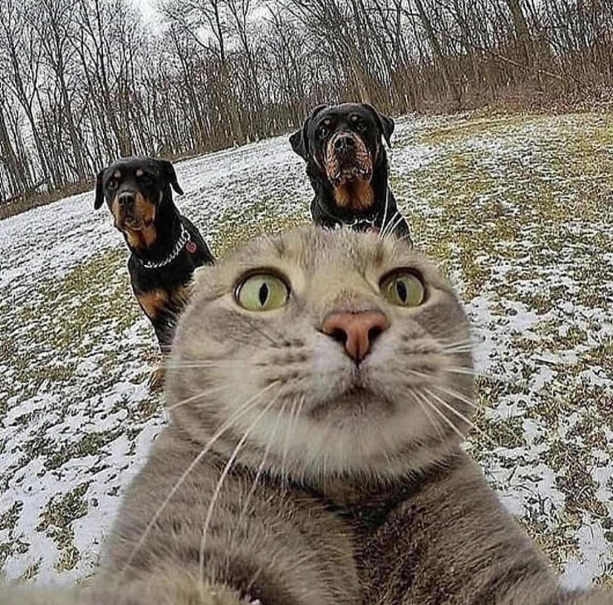 Коты веселятся