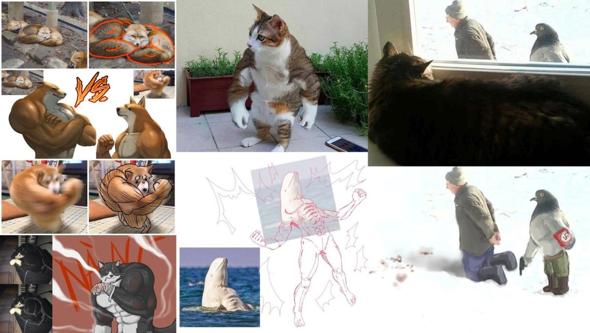 Камышовый кот Манул