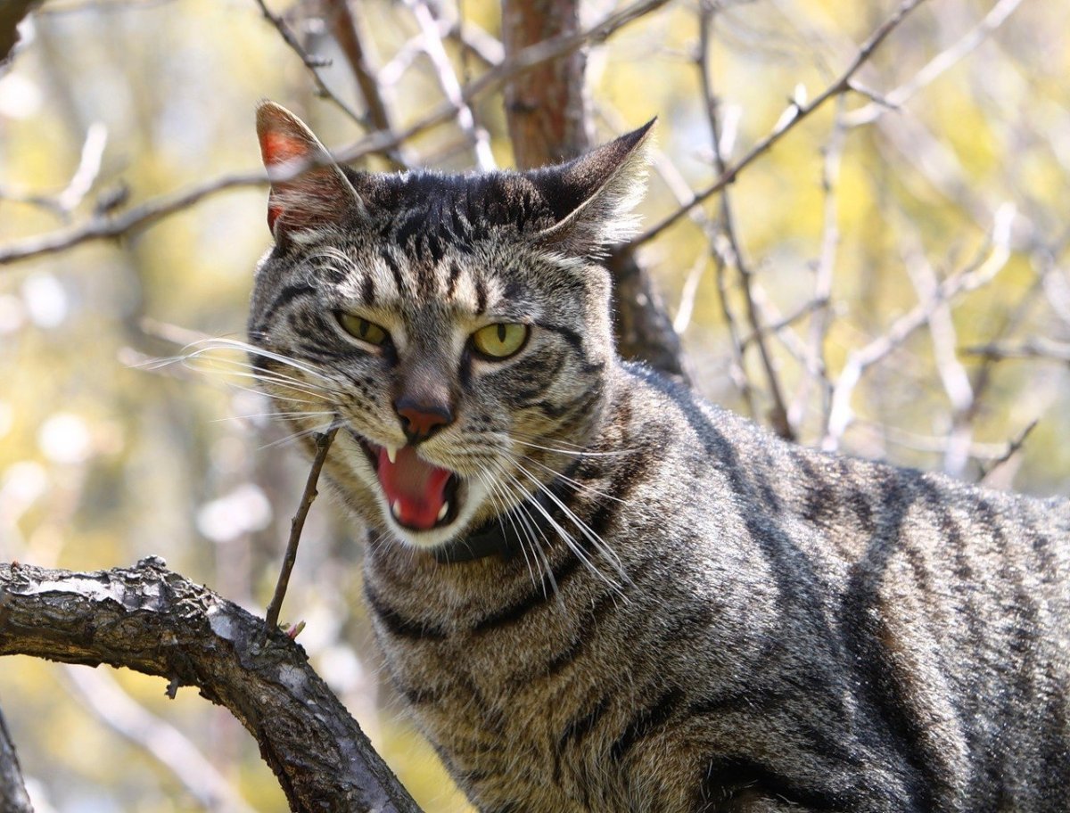 Петер Паллас Манул