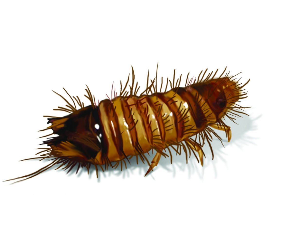 Мохнатый жучок