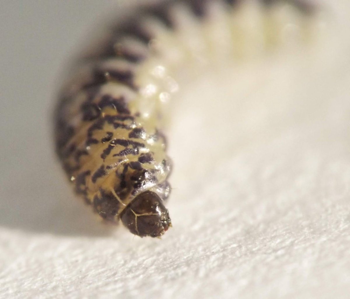 Личинка амбарной моли