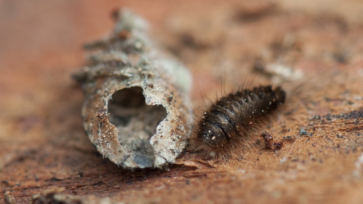 Личинки жучков в квартире