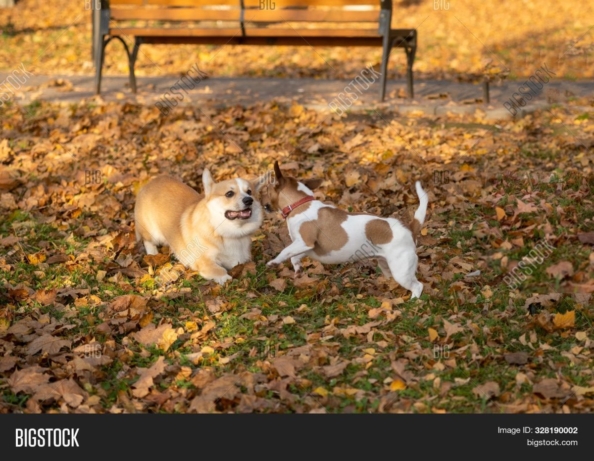 Вельш корги и Джек Рассел терьер