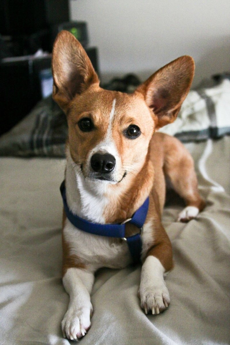 Корги и Джек Рассел