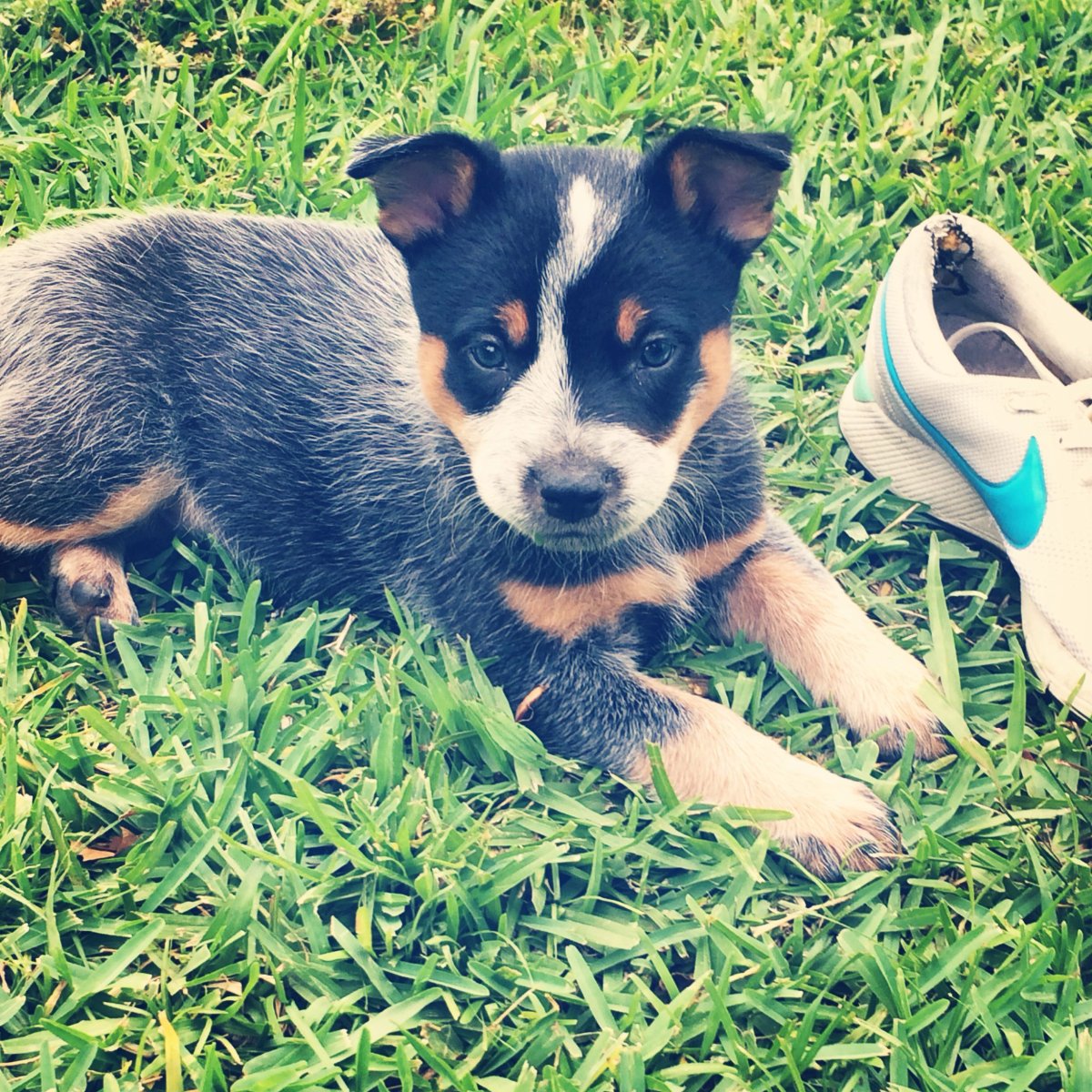 Вельш корги и Бигль