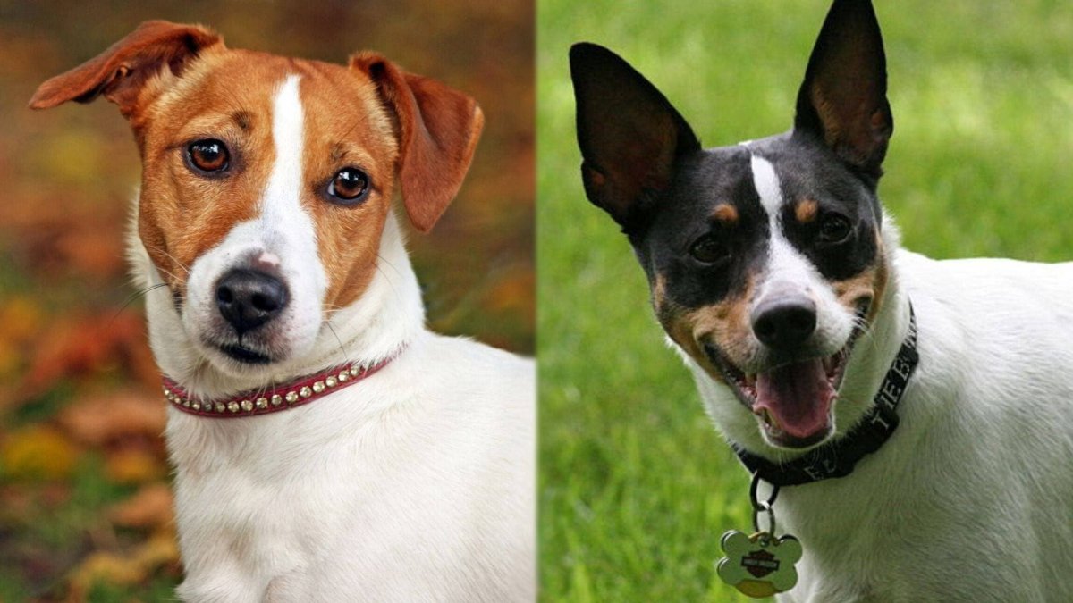 Щенок Джек Рассел терьера и корги