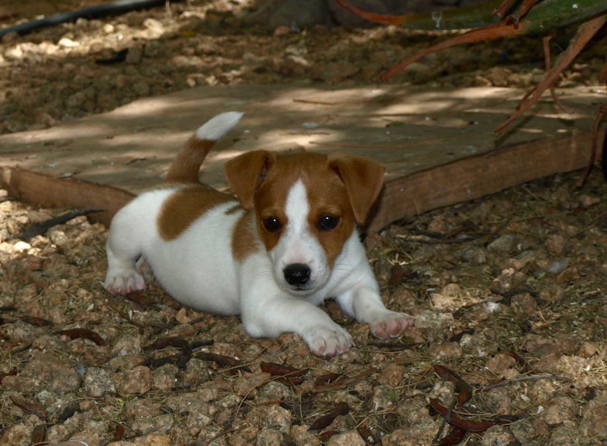 Леонардо корги