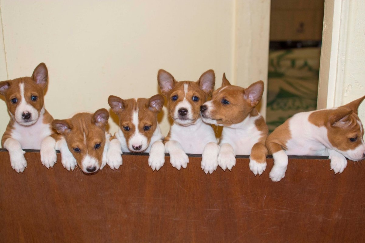 Помесь хаски и корги